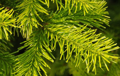 Olej jedle sibírskej (Abies sibirica) Olej jedle sibírskej (Abies sibirica)